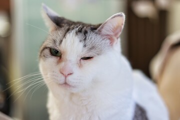 可愛いハチワレ柄の猫のアップ