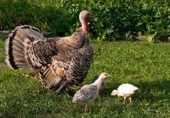 Mother turkey with her turkey chicks on the grass. The concept of poultry farmers eating poultry - obrazy, fototapety, plakaty