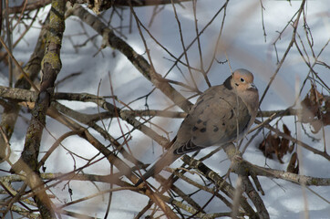 Winter Mourning Dove Sitting On A Branch Singing