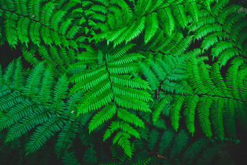 Top view of  green ferns covered on the trees background
