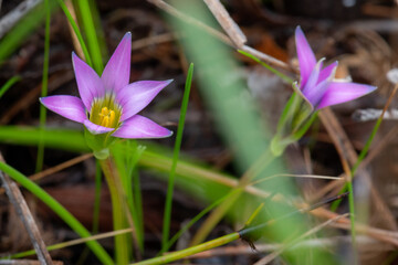 Guildford grass ('Romulea rosea') in Western Australia. Perennial in the Iridaceae family. Also known as onion grass and rosy sandcrocus. Endemic to South Africa, considered to be a weed in Australia