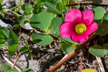 Purple woodsorrel ('Oxalis purpurea') is a native to South Africa, but it like a number of other oxalis species, it is considered a weed in many countries including  Australia.