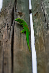Phelsuma Grandis de l'ile de la réunion 