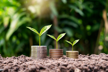 tree growing on pile of coins on ground business growth concept Investment in agribusiness and...