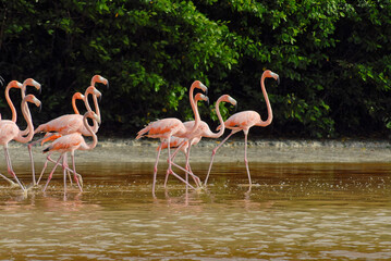 Group of flamingos on the shore of Celestun Lagoon in Mexico