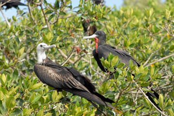 Frigates rest on green mangroves in the Celestun Lagoon in Yucatan, Mexico.