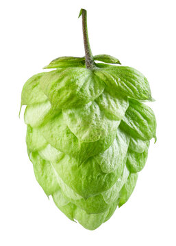 hop plant isolated