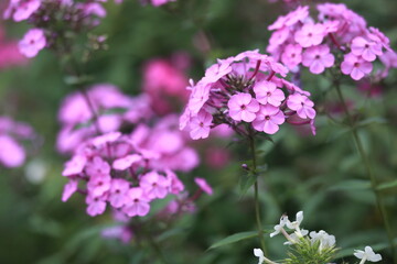 pink phlox blooming