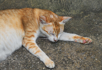 Stray cat on the floor