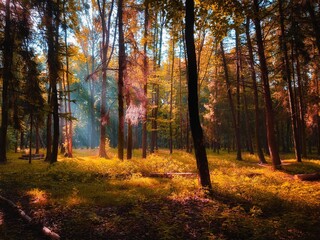 Sunny morning in the autumn forest. Yellow leaves on the trees in the woods. The sun's rays shine through the branches of the trees. 