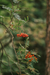 Obraz premium Czech nature in summer. Red berries