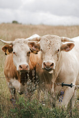 Photo of cows close up in nature