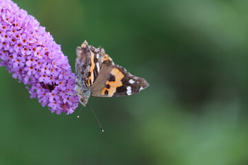 紫の花にとまった調蝶々( Butterfly with  purple flower)