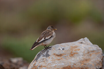 White-winged Snowfinch (Montifringilla nivalis) perched on rock, posterior profile.