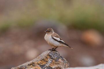 White-winged Snowfinch (Montifringilla nivalis) perched on rock, full square side profile.