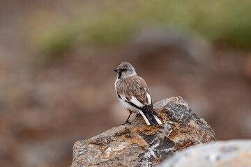 White-winged Snowfinch (Montifringilla nivalis) perched on rock, posterior profile.