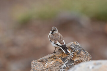 White-winged Snowfinch (Montifringilla nivalis) perched on rock, posterior profile.