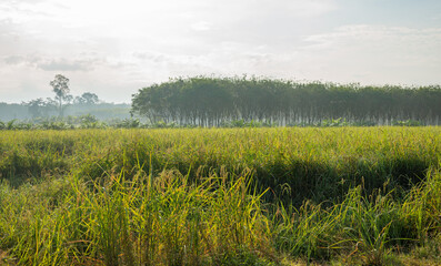 Rice field, Agriculture, paddy, with sky and cloud rain