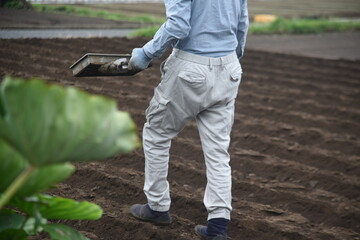 A farmer planting broccoli seedlings. Autumn farming scene. 