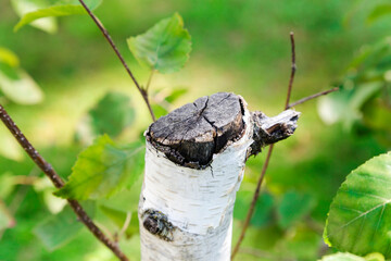 Felled tree with surrounding vegetation. Concept of environmental conservation.