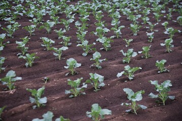 A farmer planting broccoli seedlings. Autumn farming scene. 