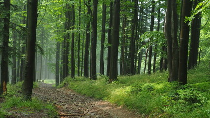 Fototapeta premium beech forest