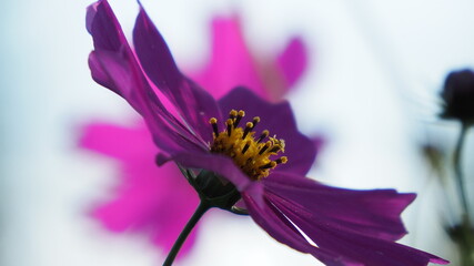 pink flower macro © Agnieszka