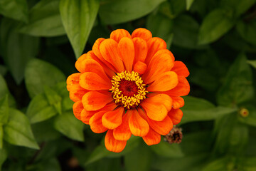 A close up of an orange zinnia flower in the garden with blurred background of green leaves, top view
