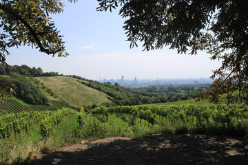 Fototapeta premium most beautiful view on the vienna cityscape