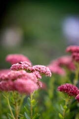 Fleur rose jardin - décoration florale maison
