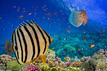 Naklejka na ściany i meble Underwater scene. Coral reef, colorful fish groups