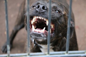 angry american staffordshire dog barking behind the fence - obrazy, fototapety, plakaty