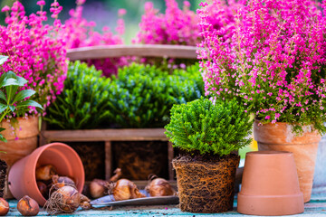 Erica and Hebe with flower bulbs on the garden table.