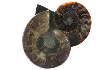 half cut ammonite from Madagascar isolated on white background