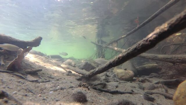 An underwater footage of a different fishes in clear and shallow river with rocky and sandy bottom and tree roots from the river bank. River fishes in their natural habitat