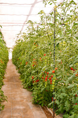 ミニトマトのハウス栽培