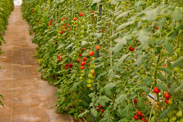 トマトのハウス栽培