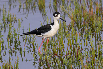 Close view of a black-necked stilt, seen in a North California marsh