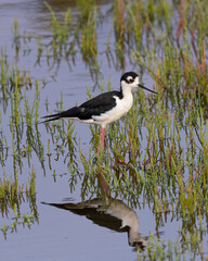 Close view of a black-necked stilt, seen in a North California marsh