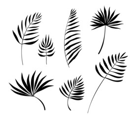 Vector Nature Set of Different Silhouette of Black Palm Leaves Isolated