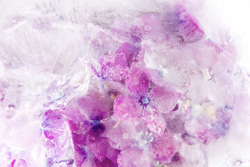 Pink hydrangea flower frozen in a block of ice creating interesting textures and patterns; Purple hydrangea preserved in ice with air bubbles and frost