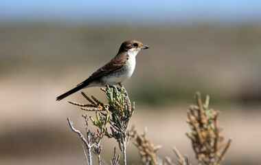 Red-backed Shrike (Lanius collurio)