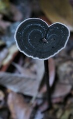 mushroom in the forest