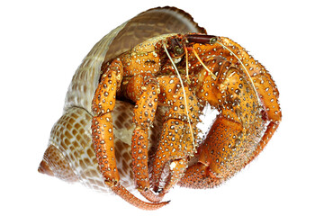 white-spotted hermit crab (Dardanus megistos) from Philippines isolated on white background