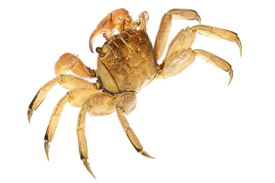 crab (Helice tridens) from Cebu, Philippines isolated on white background