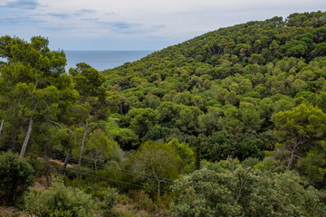 Fototapeta na wymiar Pine tree forest in Costa Brava