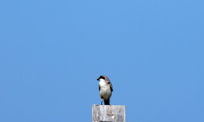 Lesser grey shrike (Lanius minor)