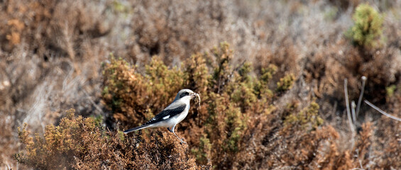 Lesser grey shrike (Lanius minor)