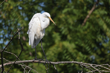 White Egret on tree in marsh taking off