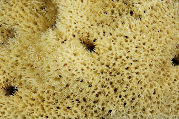natural sponge from Kalymnos, Greece for background use